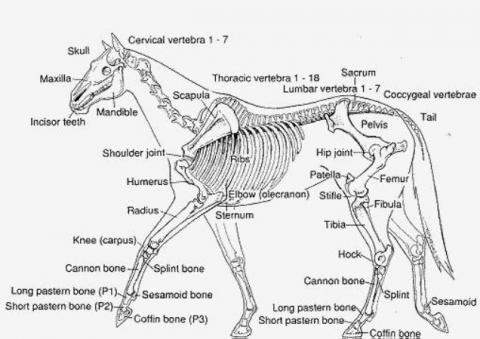 Equine Anatomy Illustrations | Thoroughbred OwnerView – Thoroughbred